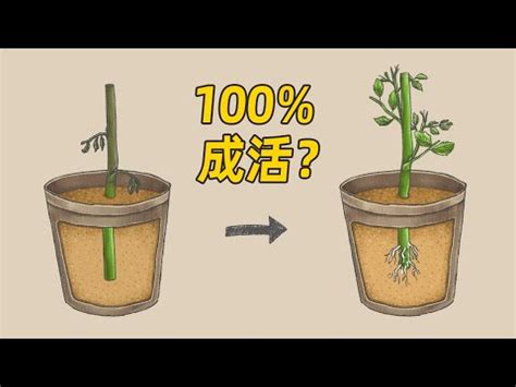 花生繁殖方式|多年花生之栽培與利用 